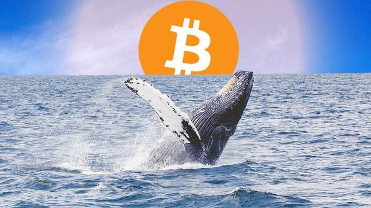 Las ballenas de Bitcoin están desafiando las predicciones bajistas, acumulando impresionantes 3 mil millones de dólares en BTC durante enero de 2024. 