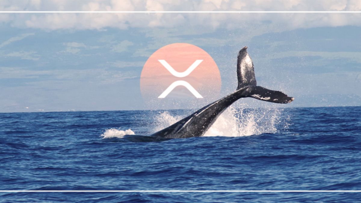 WhaleStats tuiteó esta mañana que XRP llegó a la lista de los 10 principales comprados entre las ballenas BSC más grandes en las últimas 24h.
