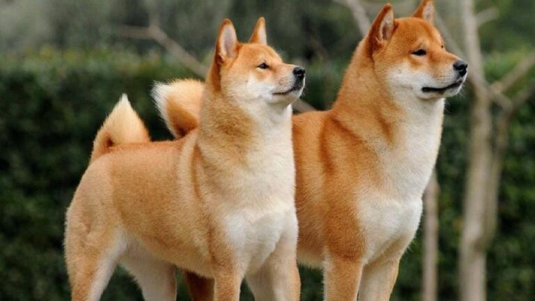 Shiba Inu y BabyDoge registraron un fuerte aumento en el número de holders