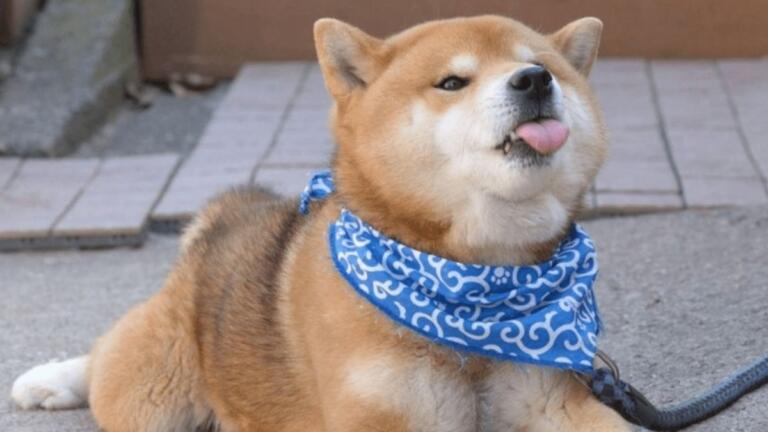 La capitalización de mercado de Shiba Inu (SHIB) ahora es más grande que Robinhood