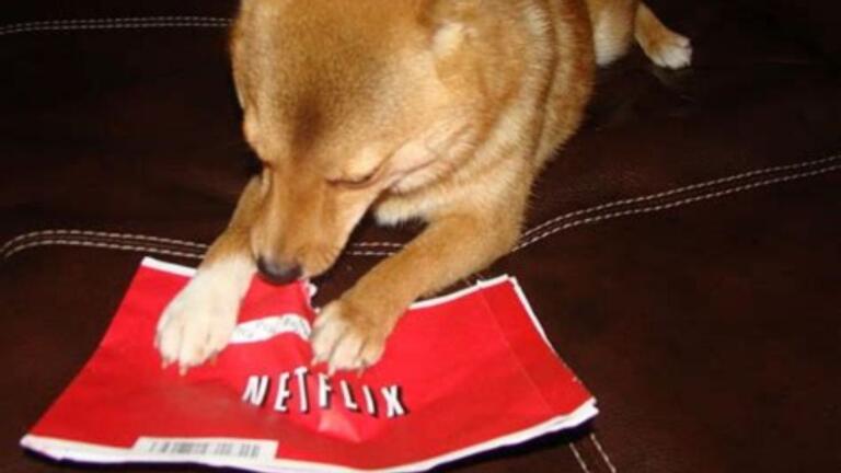 ¿Una película sobre Shiba Inu será filmada por Netflix?