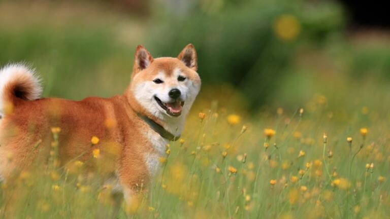 Shiba Inu (SHIB) ha superado a Polygon (MATIC) en capitalización de mercado
