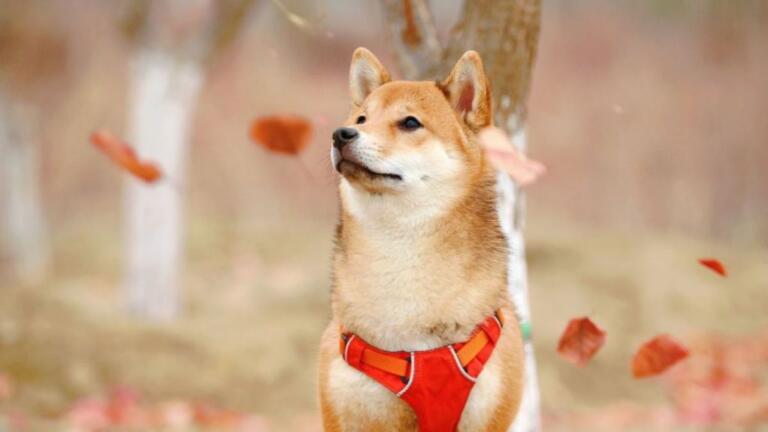 Shiba Inu (SHIB) ha alcanzado un nuevo récord histórico de 1.145.212 holders
