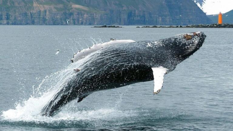 Ballena de ETH agrega 271 mil millones de Shiba Inu (SHIB) a su reserva en medio de la acumulación en curso