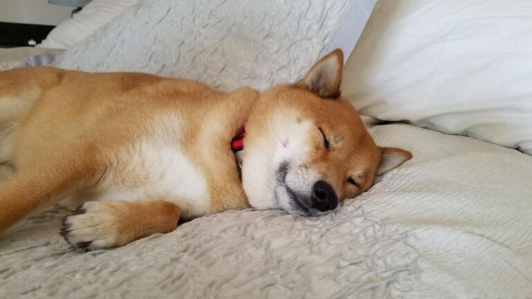 Beds To Go anunció que ahora acepta Shiba Inu (SHIB) como forma de pago