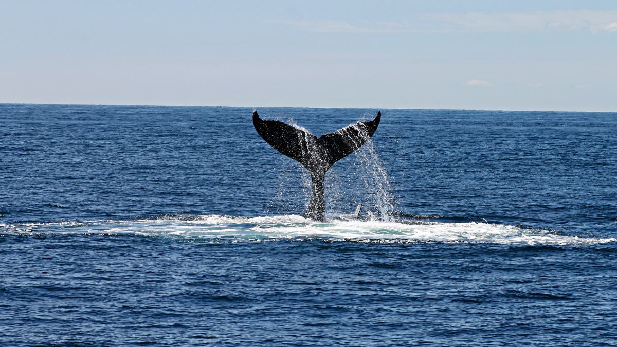 Acciones de ballenas en LINK, CRV y ARB indican una posible acumulación continua
